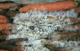 Symptôme de Sclerotinia sur carotte en cours de conservation en chambre froide